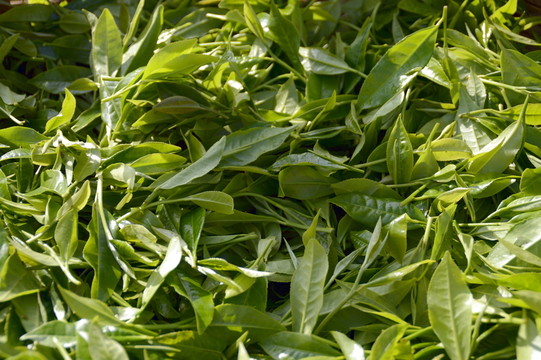 海南白沙绿茶
