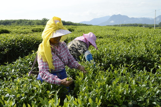 海南白沙綠茶 采茶的茶農(nóng)