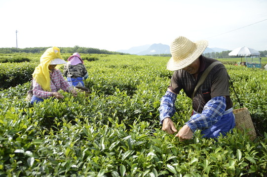 海南白沙綠茶 采茶的茶農(nóng)