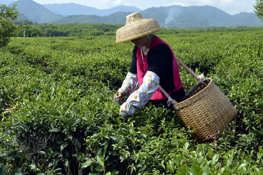 海南白沙綠茶 采茶的茶農(nóng)