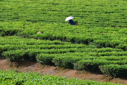 采茶 茶農(nóng)