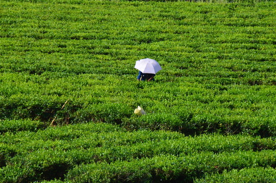 采茶 茶農(nóng)