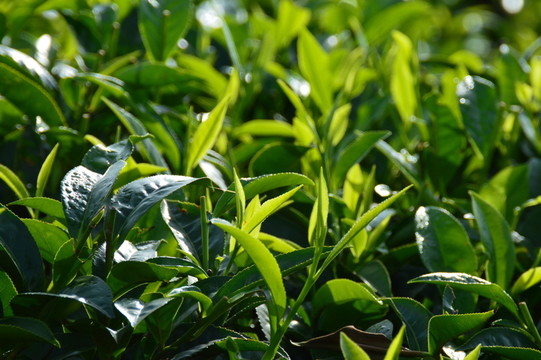海南 白沙 綠茶