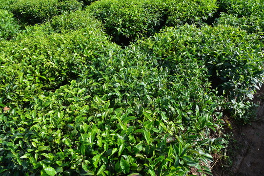 海南 白沙 綠茶