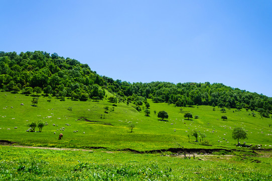 關(guān)山 草原