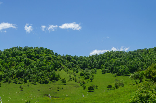 關山 牧場