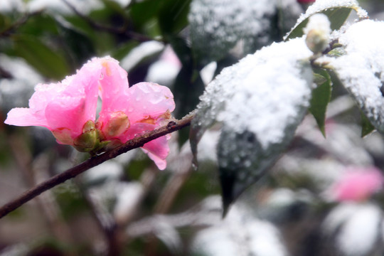 茶花