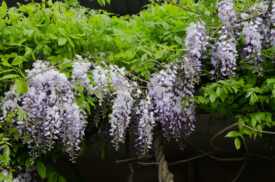 紫藤 紫藤花