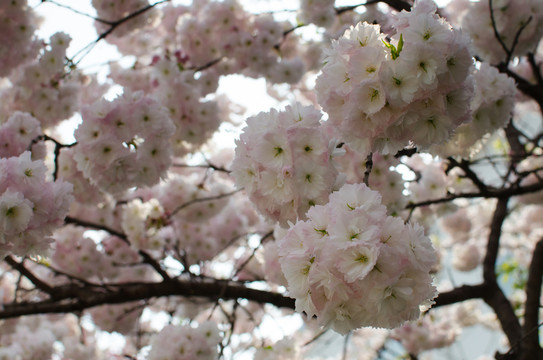 櫻花