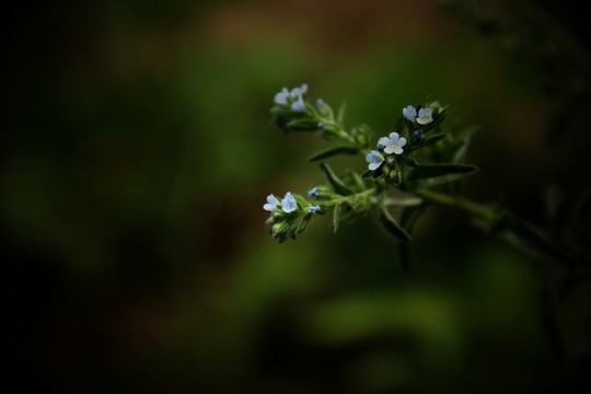 花
