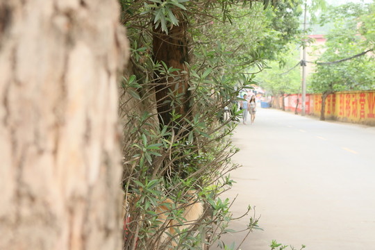 柏樹(shù)街道