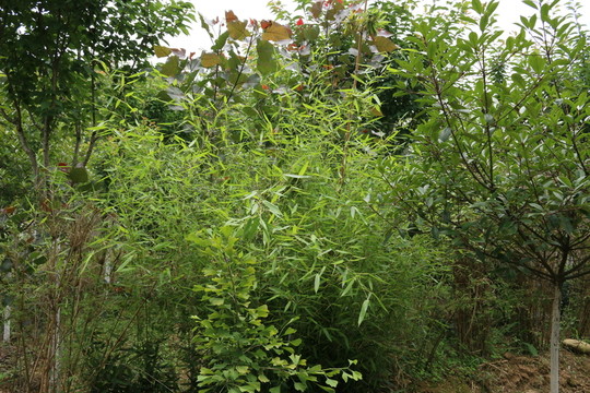 果園
