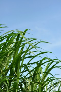 田園風(fēng)光