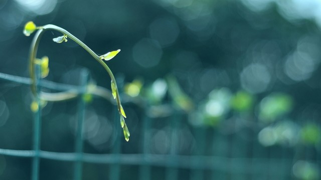 藤蔓