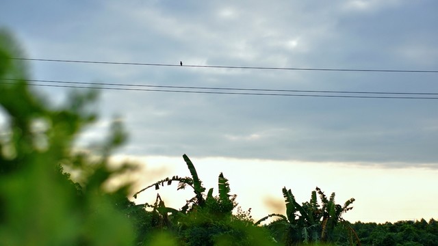 田園風光