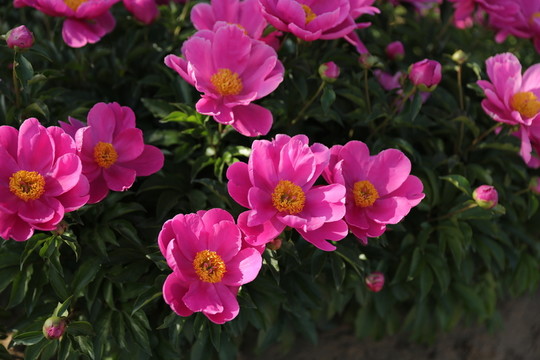 芍藥花開