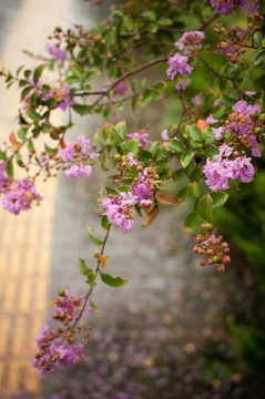 紫薇花