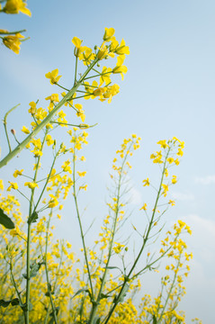 油菜花