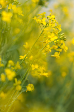 油菜花