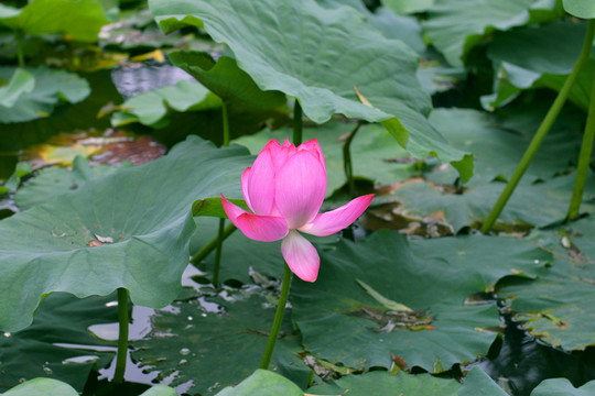 荷花