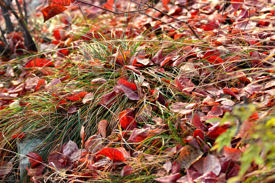 地上的紅葉