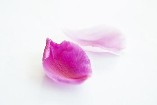 花瓣