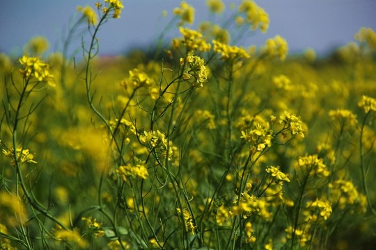 油菜花