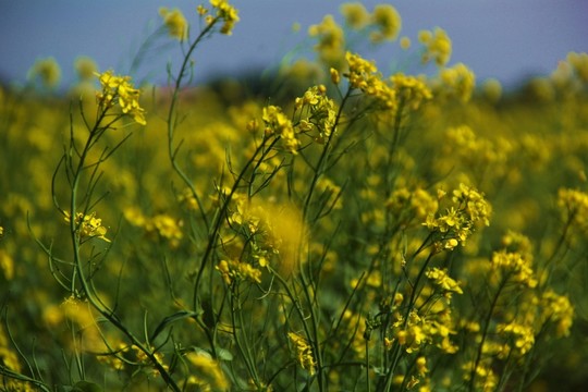 油菜花