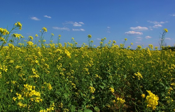 油菜花