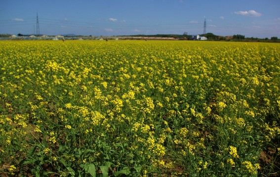 油菜花