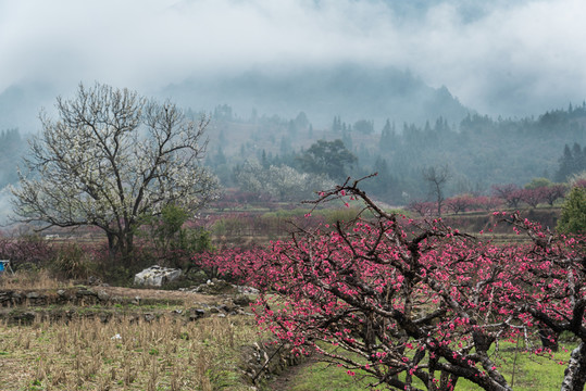 連平桃花山村