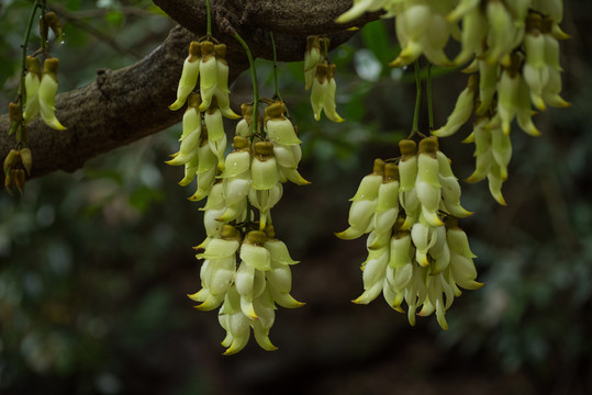 禾雀花