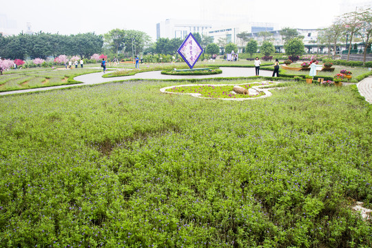 薰衣草