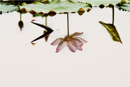 早有蜻蜓立上頭