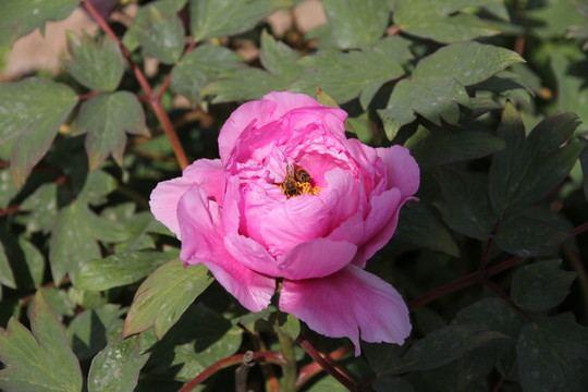 芍藥花