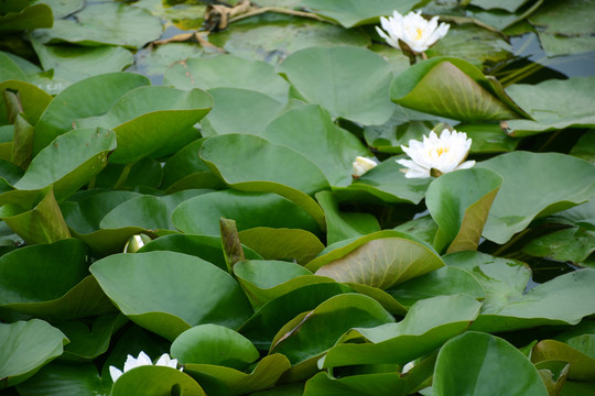 蓮葉 挨挨擠擠