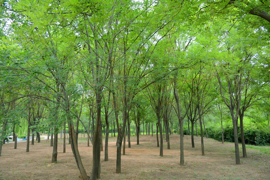 綠樹(shù)林