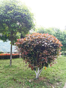 綠色植物