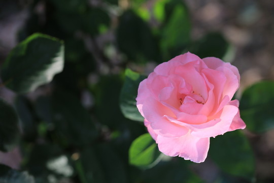 玫瑰花