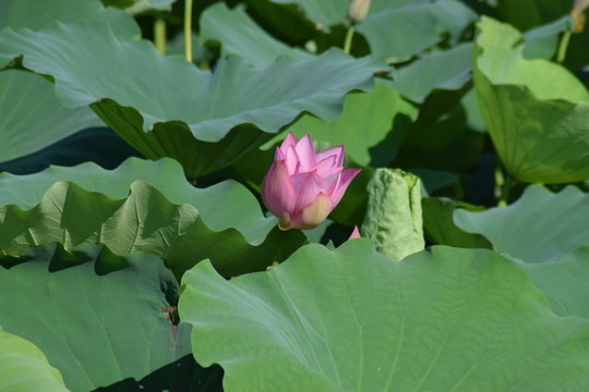 荷花