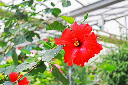 紅花