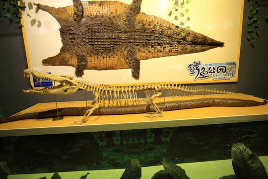 鱷魚皮