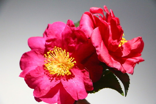 花素材
