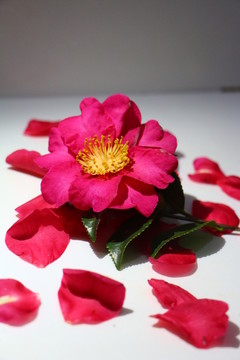 花 花瓣