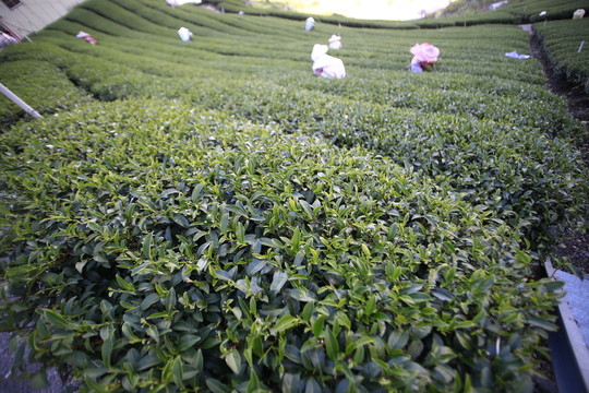 采茶  茶山  茶園