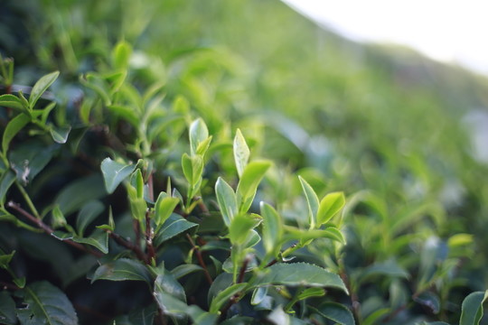 茶葉  茶園