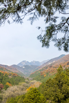 泰山山脈秋色