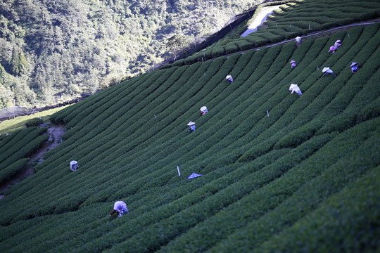茶山  采茶  茶園