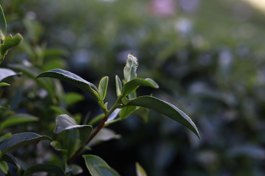 茶葉  茶山  茶園