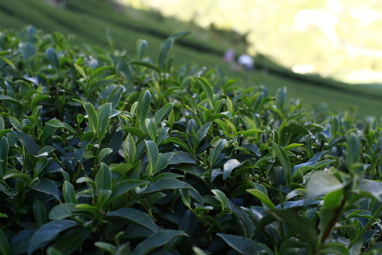 茶園  茶葉